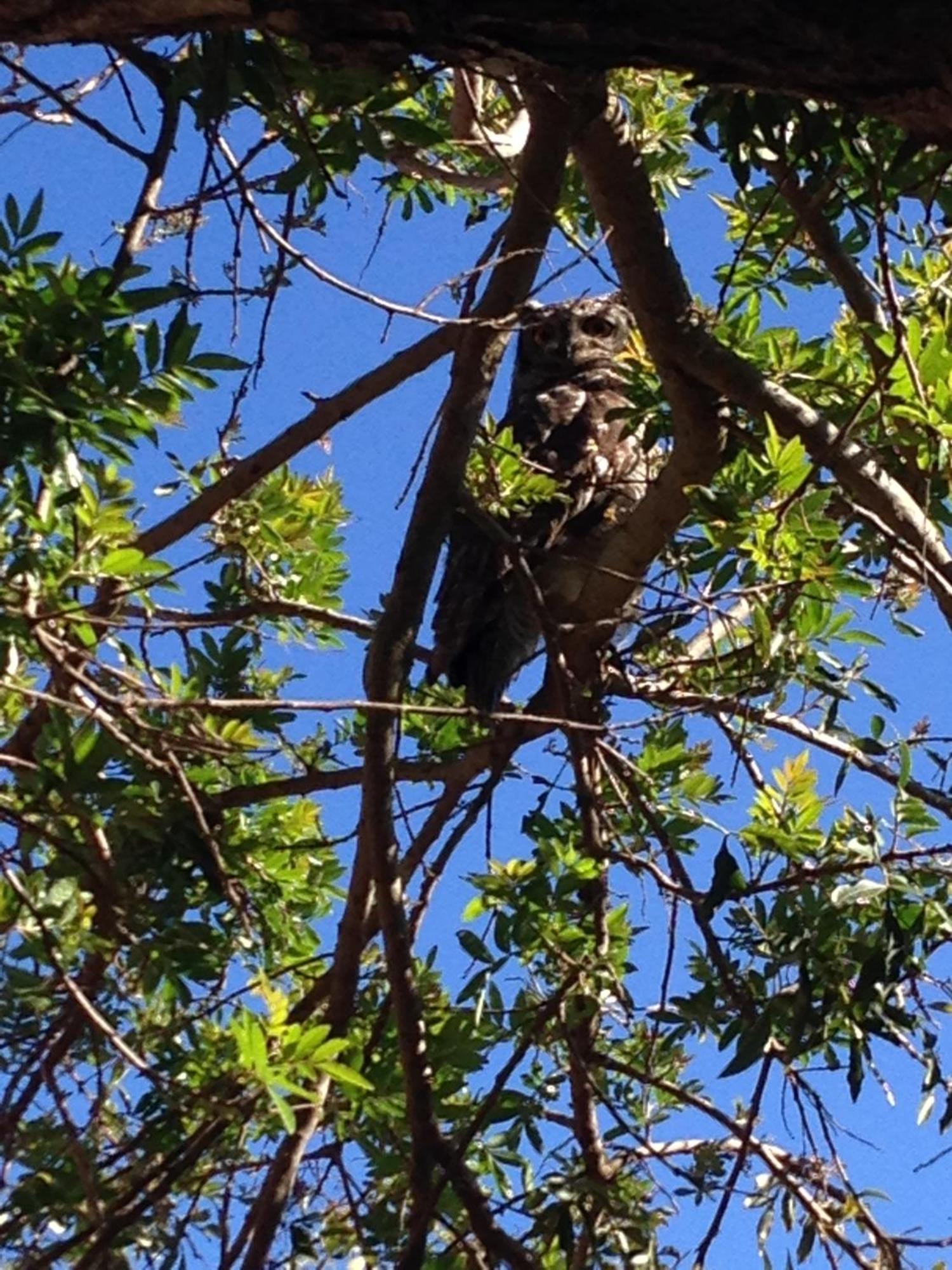 Treetop * Cape Town